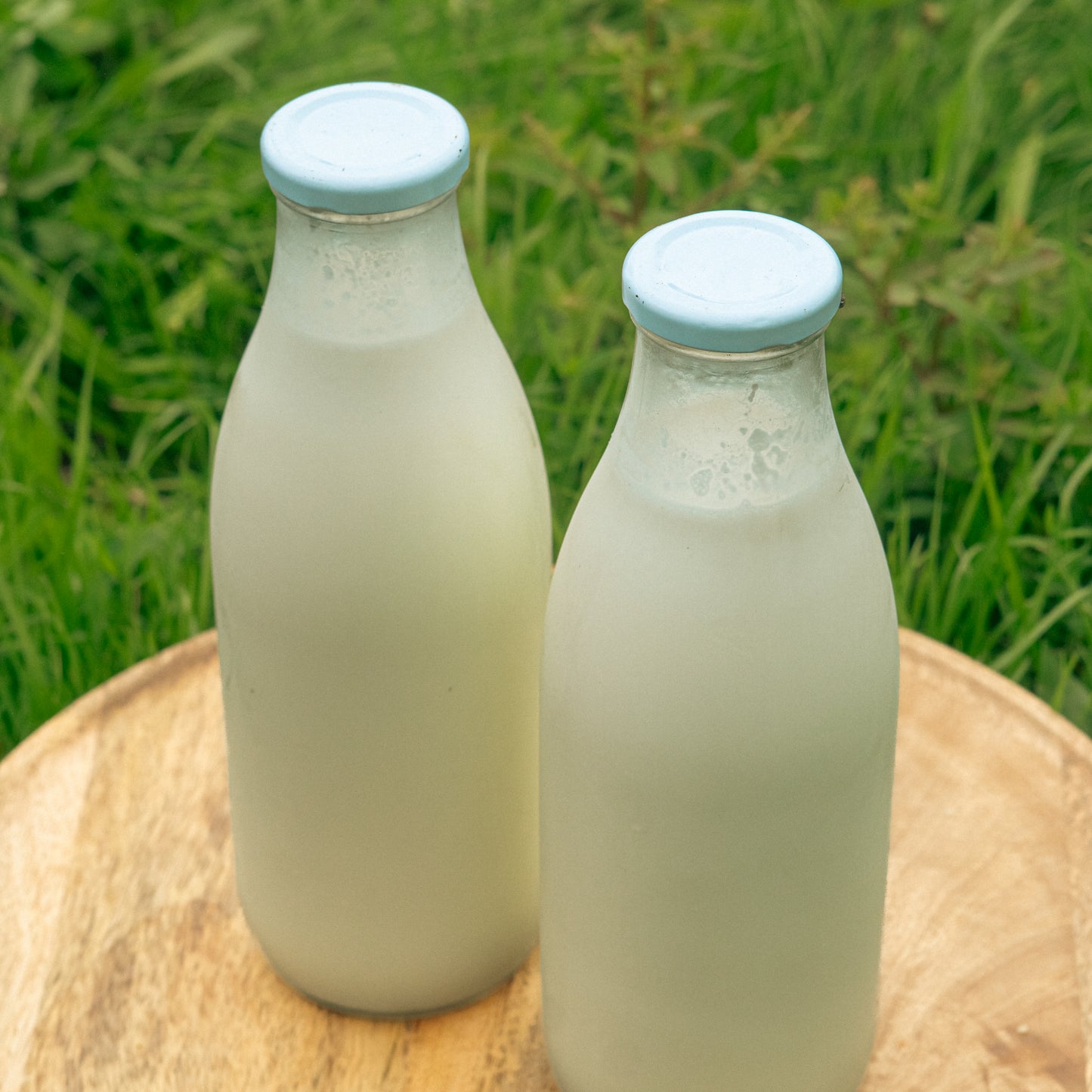 Lait be brebis pasteurisé